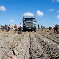 El impacto oculto del dolor de espalda entre los trabajadores del sector hortícola